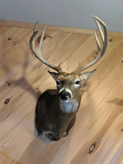 Whitetail Deer Taxidermy Gallery Coble Taxidermy Virginia