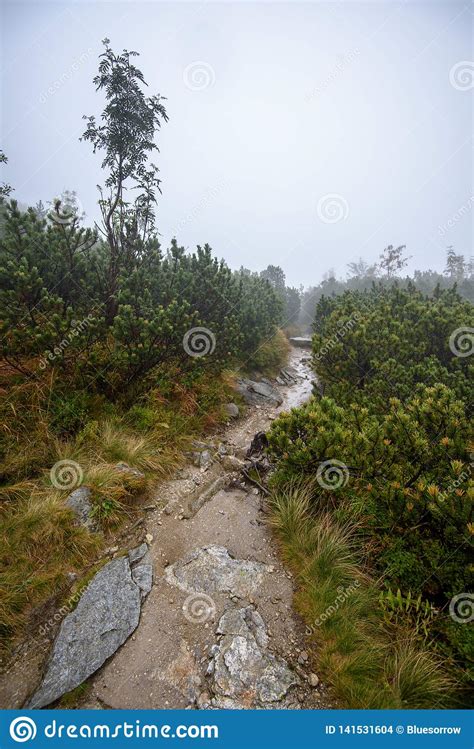 Tourist Hiking Trail In Foggy Misty Day With Rain Stock Photo Image