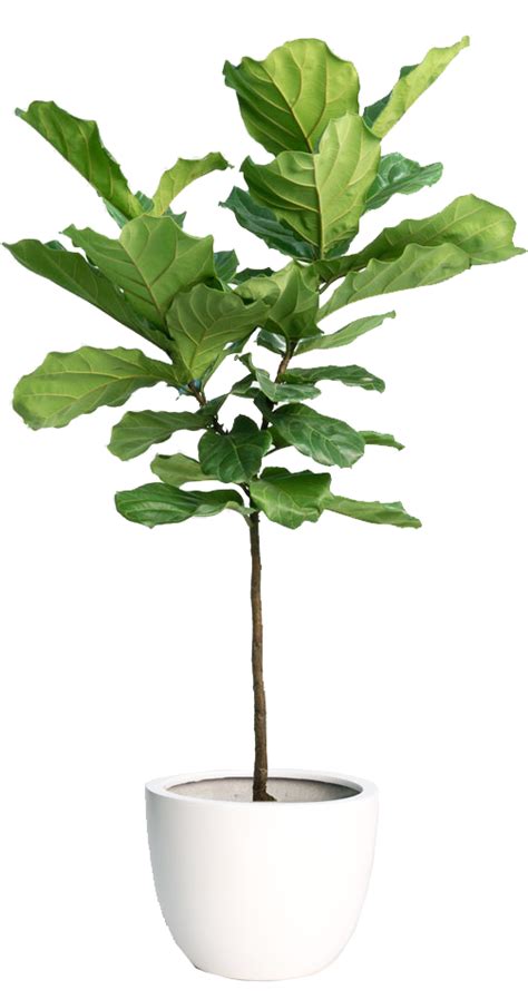 Fiddle Leaf Fig Tree | Plants, Fiddle leaf fig tree, Fiddle leaf fig