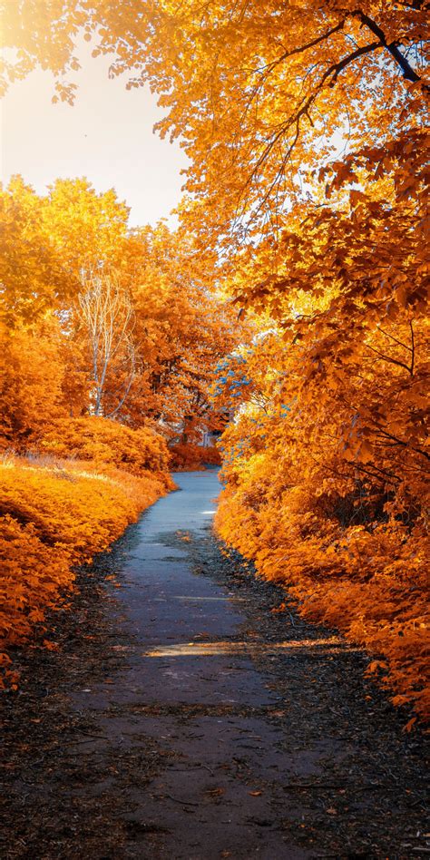 Download 1080x2160 Wallpaper Park Trees Foliage Autumn Pathway