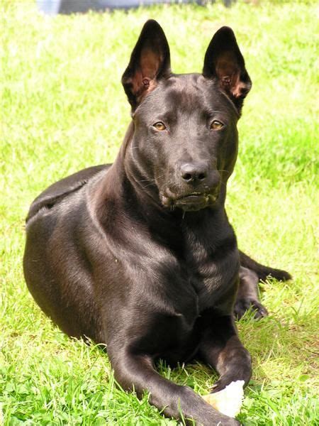 Thai Ridgeback Info Temperament And Personality Puppies Pictures Video