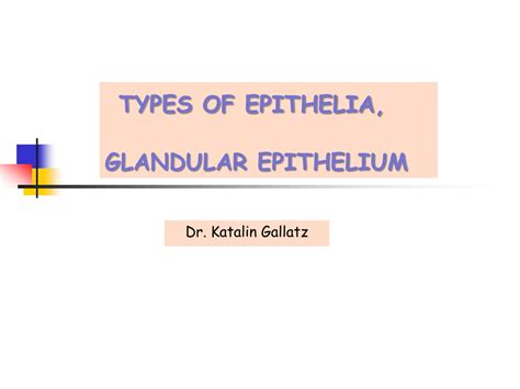 Ppt Types Of Epithelia Glandular Epithelium Powerpoint Presentation