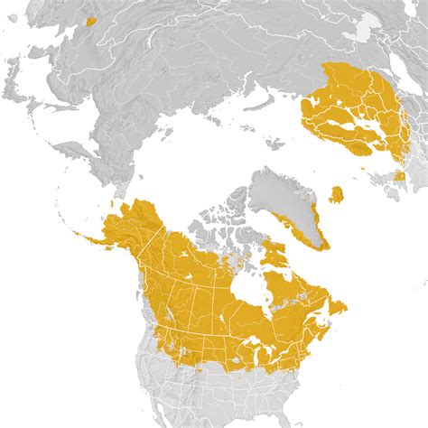 Common Redpoll Range Map Post Breeding Migration Ebird Status And