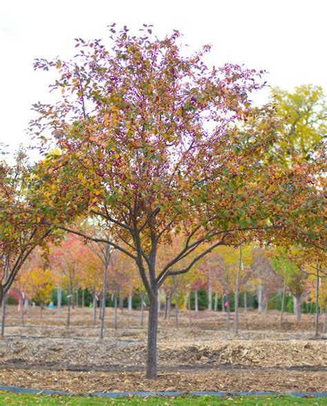 Crabapple Robinson Creekside Tree Nursery