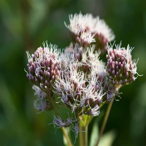 Hemp Agrimony Wildflower Seed Our Wildflower Ranges Green Tech