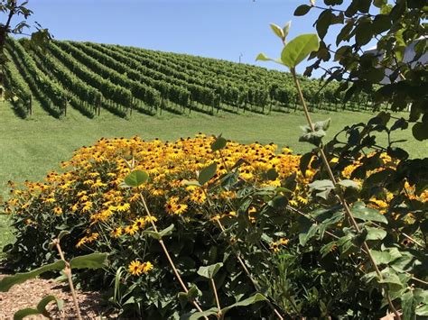 Governor's advisory commission on maryland wine & grape growing. Maryland Grape Growers Have Nothing to Whine About This ...