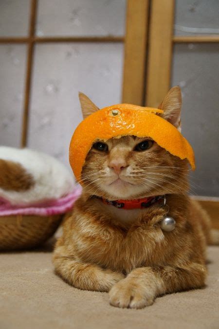 Orange Hat~ Ha Cats Cat Lovers Cute Animals