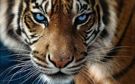 Angry Tiger Eyes Wallpapers Wallpaper Cave