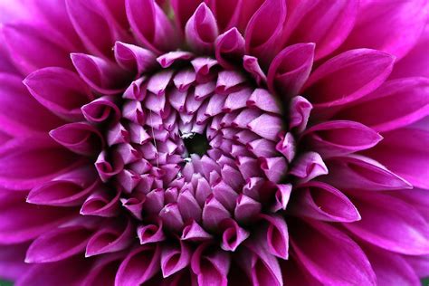Find over 100+ of the best free flowers images. Learn How to Shoot Flowers in Macro Mode