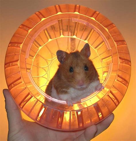 Hamster In The Ball A Photo On Flickriver
