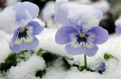 Winter Pansies Growing Guide Easy Winter Flowering Plants Garden Patch