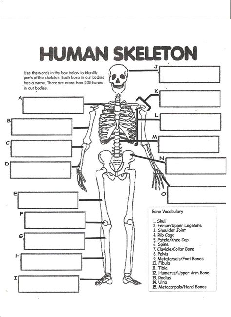The answers are on the second page of the pdf. Digestive System Labeling Worksheet Answers Human skeleton worksheet | Skeletal system worksheet ...
