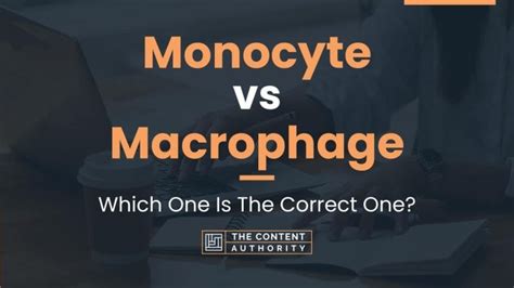 Monocyte Vs Macrophage Which One Is The Correct One
