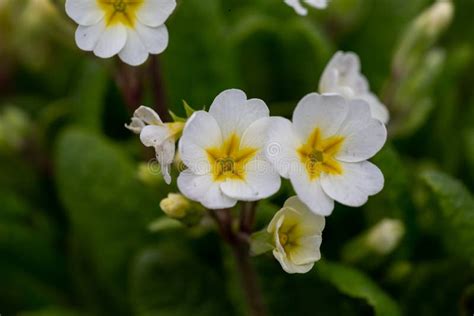 Blossom White Primrose Flower In A Springtime Macro Photography Stock