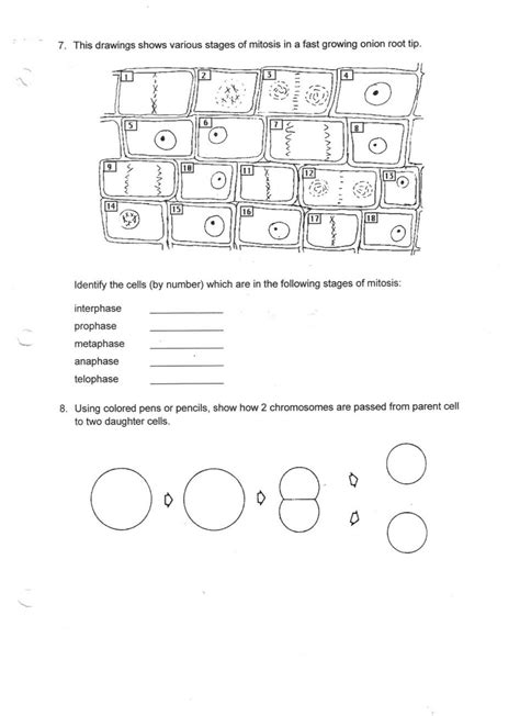 Cell cycle worksheet answers | cells worksheet, cell cycle. Onion Cell Mitosis Worksheet Key — db-excel.com