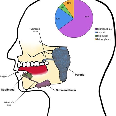Schematic View Of The Normal Salivary Gland Structure
