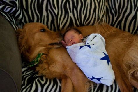 19 Little Babies And Their Big Ol Lovable Dog Friends Huffpost