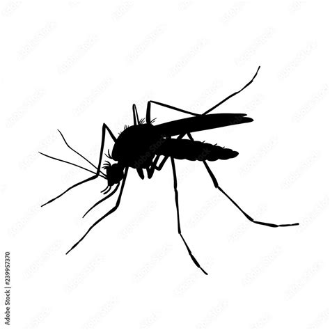 Mosquito Black And White Drawing By Hand Silhouettes Stock Vector