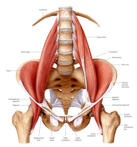Iliopsoas Muscle Psoas Muscle Yoga Anatomy Tight Hip Flexors My Xxx