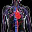Cardiovascular System Artwork  Stock Image F006/2962 Science