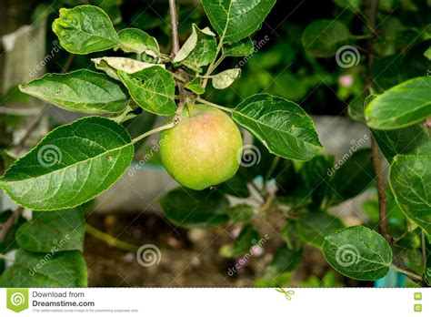 Small Pears On Branch Stock Photo Image Of Plant Calories 77433096