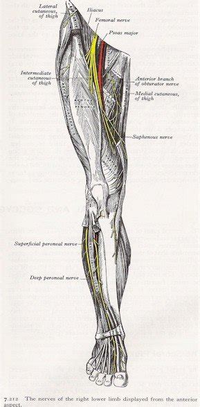 Nerves Of The Leg Anterior View