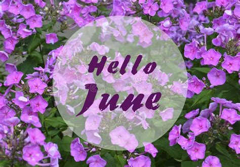 Hello June Greeting On Natural Pink Phlox Flowers Backgroundsummer