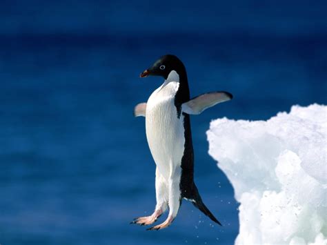 Funny Penguin Wallpapers Top Free Funny Penguin Backgrounds