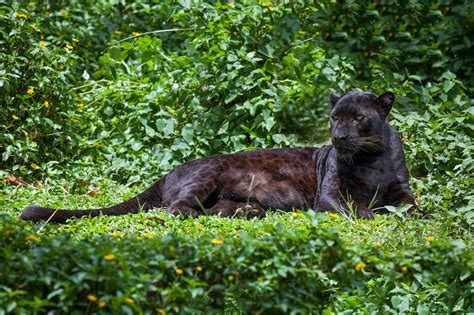 All wild cats , including big cats, small wild cats and wildcats, are members of the carnivore order and felidae family, which are biological classifications. The world's 7 big cats and where to see them in the wild