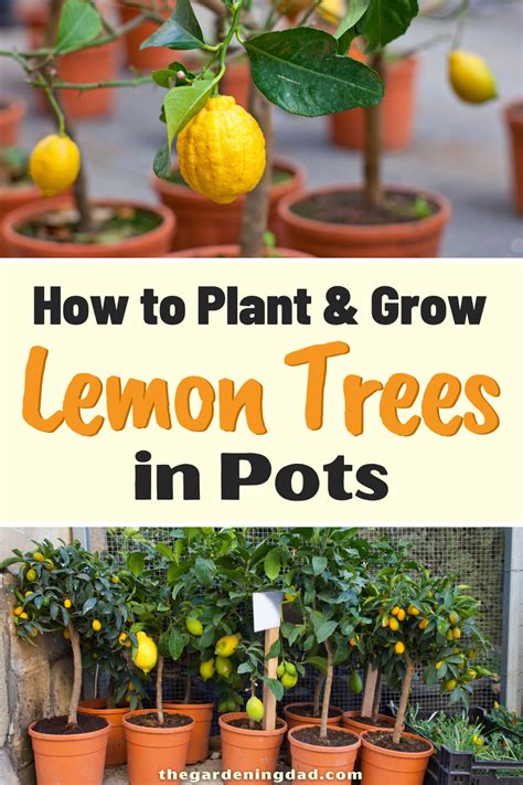 How To Grow Lemon Trees In Pots 18 Proven Tips The Gardening Dad