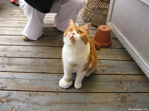 Everyone knows cats rule the internet. What to Do When Your Cat Gets Stung by a Bee - Love Meow