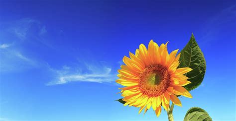 Sunflower On Blue Sky Background By Konradlew