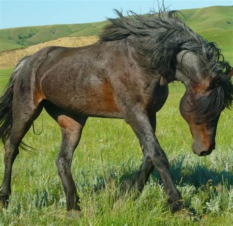 Nokota Horse Colors Zeiglernokotas Horses Pretty Horses