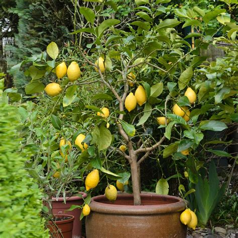 Eureka Lemon Trees For Sale