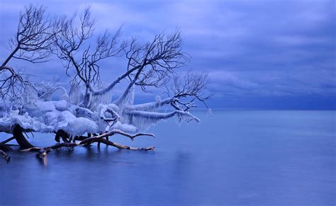Tree Branches On Frozen Winter Lake Hd Wallpaper Background Image