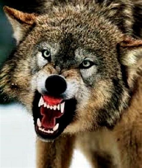 A Mean Wolf Angry Wolf Wolf Dog Snarling Wolf