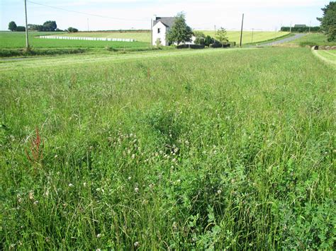 Pasture to Profit: Fascinating New Pastures For Dairy Cows.....Thanks ...