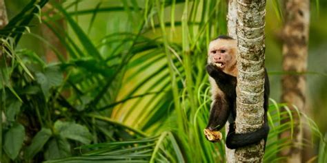 Costa Rica Opent Een Nieuw Nationaal Park Ronreizen