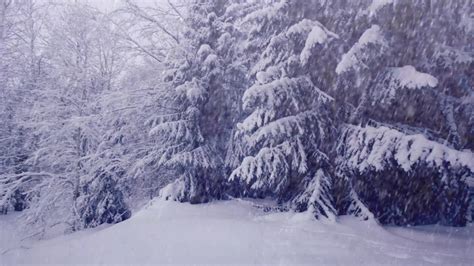 Thick Snowflakes Are Falling On A Forest A Relaxing Nature Video