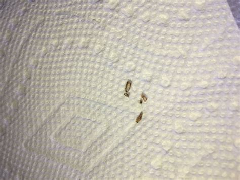 What Are Bed Bug Casings Bedbugs