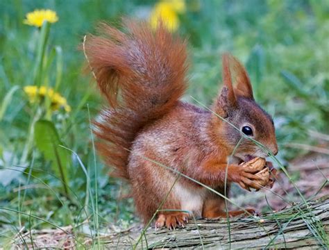 Brown Squirrel Eating Nut Photo Free Dresden Image On Unsplash