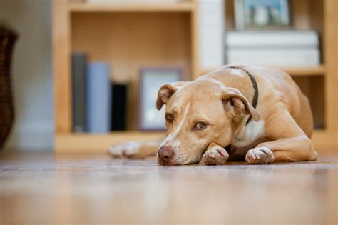 Dog Lethargy Causes And Treatments Emergency Veterinary Care Centers