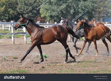 Group Majestic Horses Running Corral Stock Photo 2158484207 Shutterstock