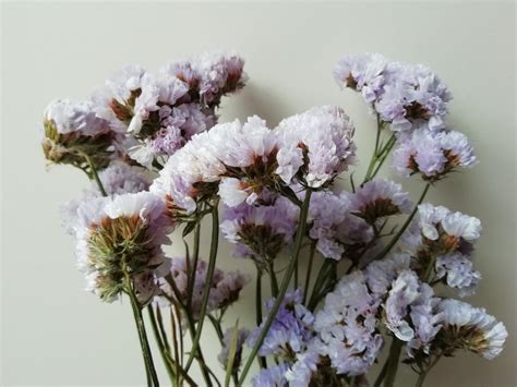 The seed heads dry well and can be used in dried flower arrangements. Statice dried flowers lavender colour - Daisyshop