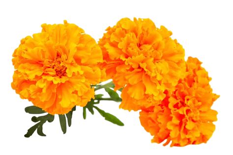 Mexican Marigold Flower Seed Image English Marigold Png Download