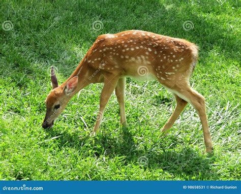 Grazing Fawn Whitetail Deer Stock Image Image Of Green Grazing 98658531