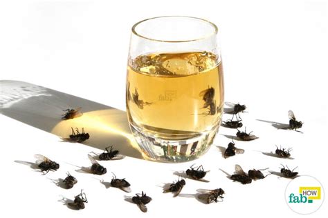 how to get rid of flies quickly inside and outside fab how