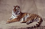 tiger tail | Why do tigers have tails? | Reference.com | Tiger, Tiger ...