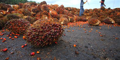 Palm oil also protects against cancer, and heart diseases. Waste to Energy in Palm Oil Industry | NextGen.web.id