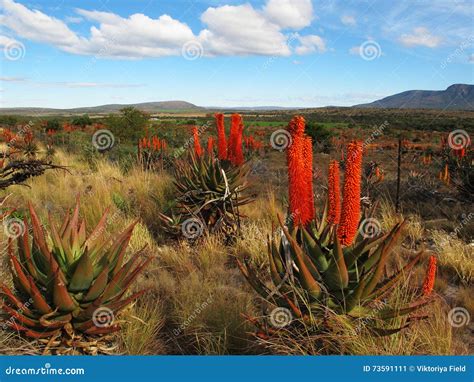 South African Aloe In Bloom Stock Image Image Of South Weather 73591111